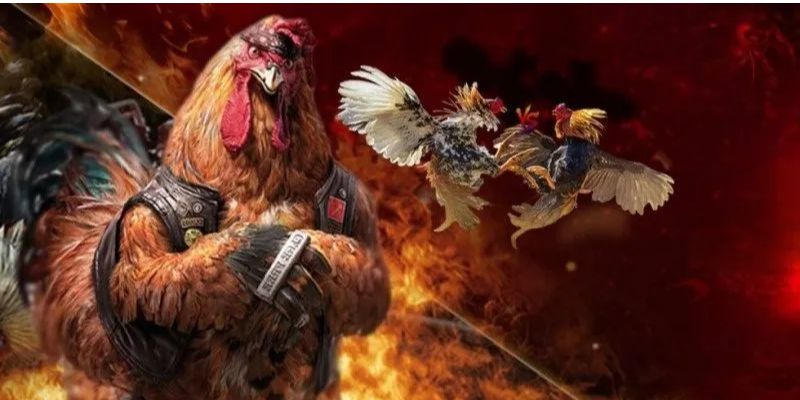 Luật chơi đá gà trực tiếp campuchia tại Fanvip 