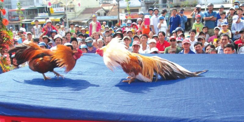 Trực tiếp đá gà 67 hôm nay là gì?